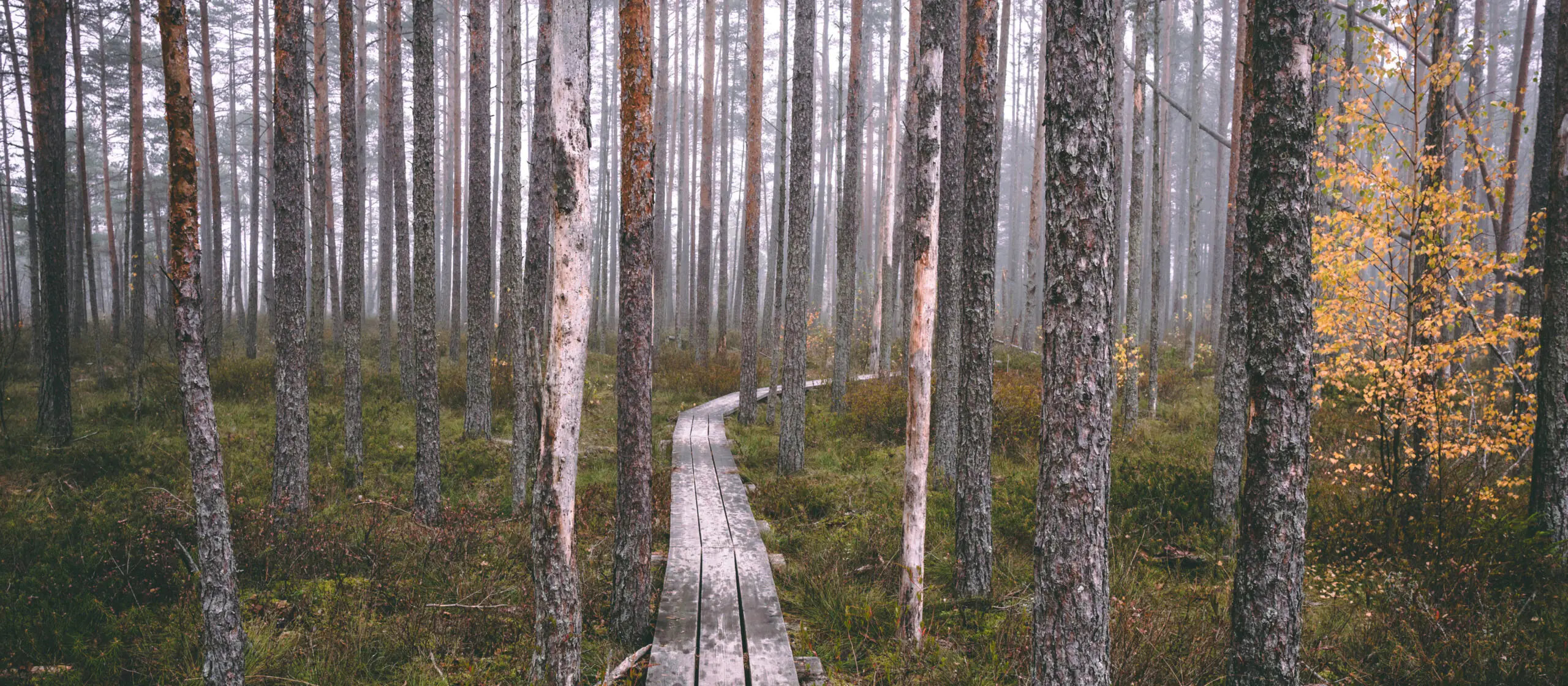 Nature trails in Latvia: <br>Where to go and how far