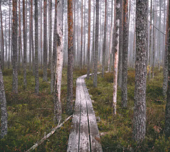 Where to walk in Latvia: nature and forest trails