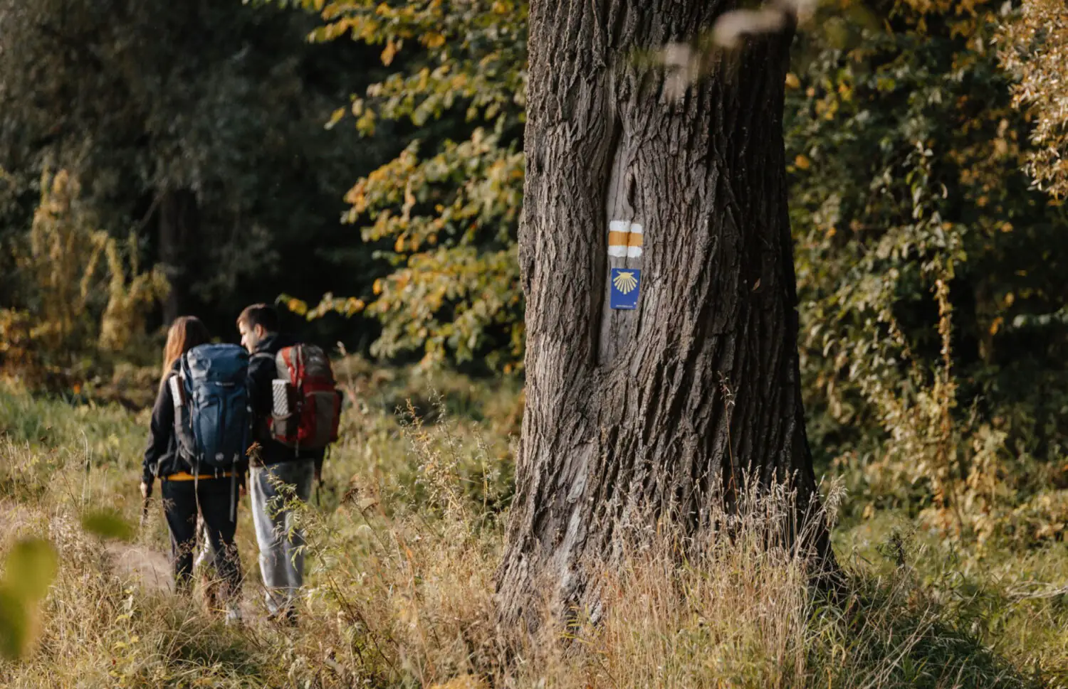 Forest Trail: hiking route E11  