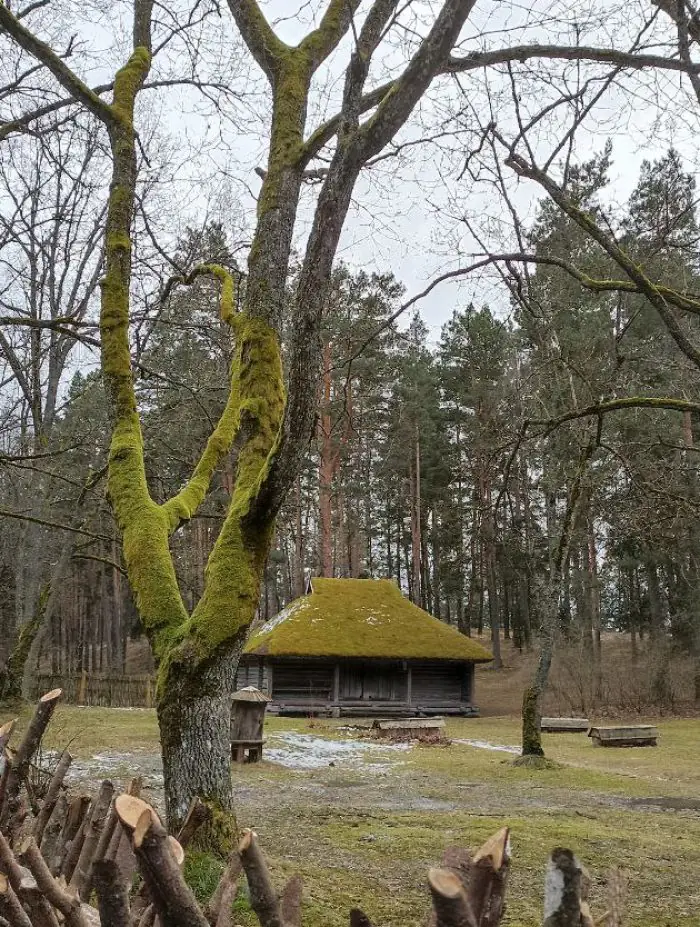 Дерево в латвийской культуре