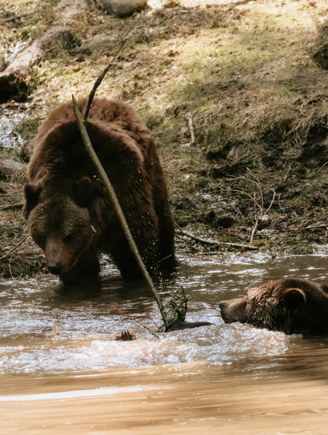 Sapņu brīvdienas: kā atpūsties Līgatnē