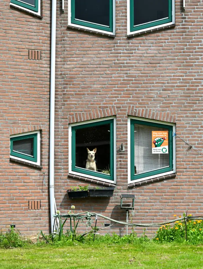 Patversmes pet-friendly pilsētās