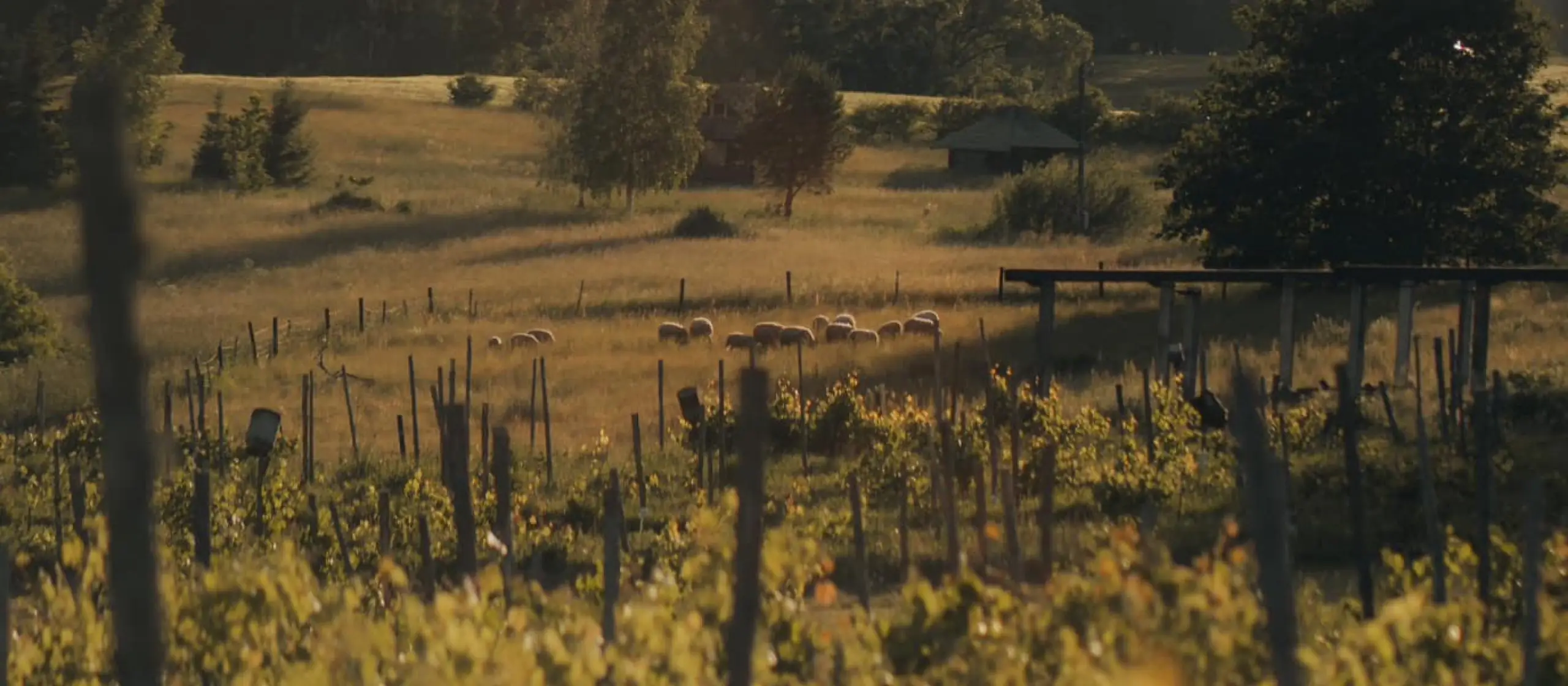 Ziemeļu vīns: kā Latvijā, spītējot klimatam, tiek audzētas vīnogas