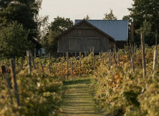 Ziemeļu vīns: kā Latvijā, spītējot klimatam, tiek audzētas vīnogas