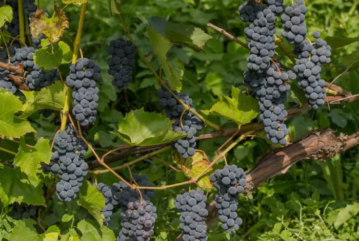 Ziemeļu vīns: kā Latvijā, spītējot klimatam, tiek audzētas vīnogas