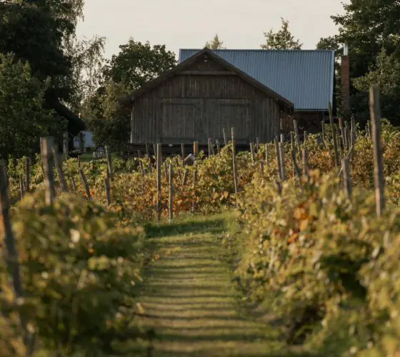 Северное вино: как Латвия выращивает виноград вопреки климату