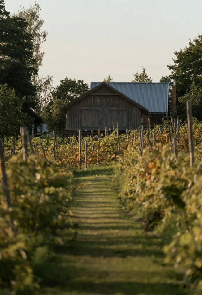 Ziemeļu vīns: kā Latvijā, spītējot klimatam, tiek audzētas vīnogas
