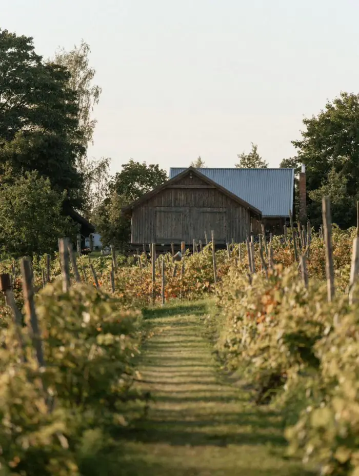 Ziemeļu vīns: kā Latvijā, spītējot klimatam, tiek audzētas vīnogas