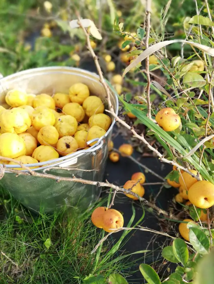 Ziemeļu vīns: kā Latvijā, spītējot klimatam, tiek audzētas vīnogas