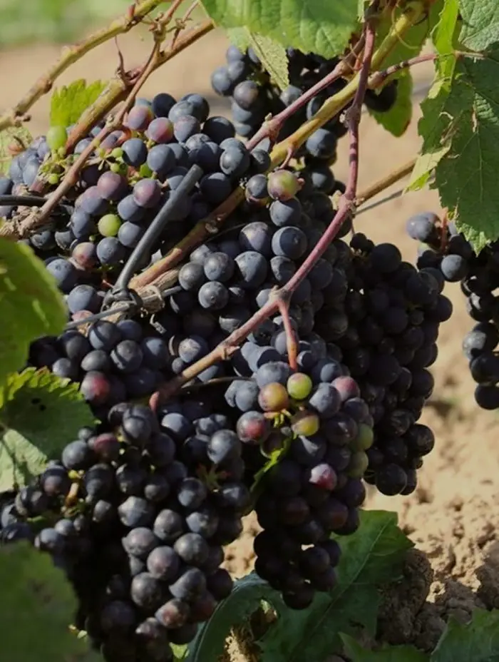 Ziemeļu vīns: kā Latvijā, spītējot klimatam, tiek audzētas vīnogas