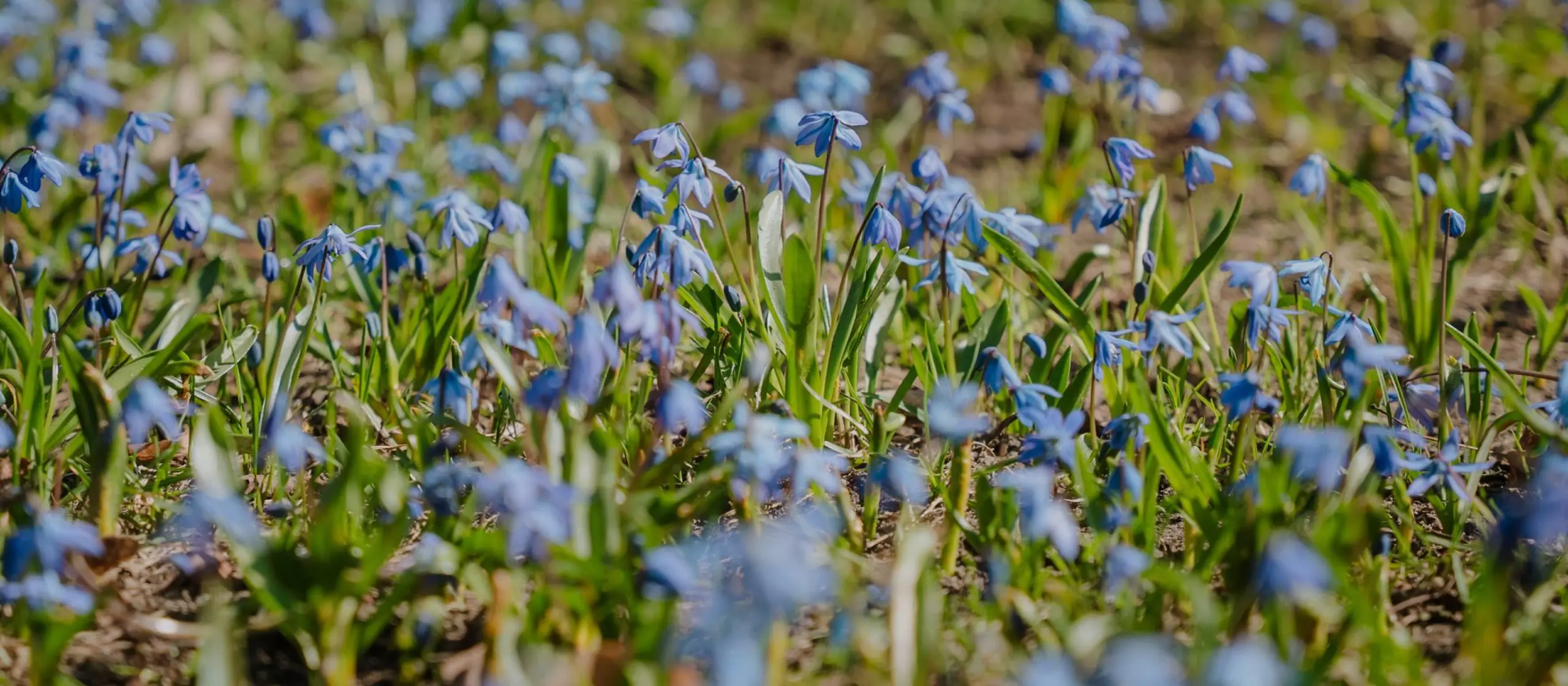 Riga in Bloom: A Guide to the City and Beyond