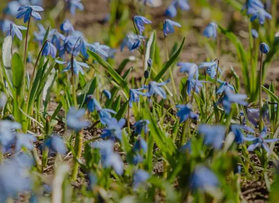 Ziedošā Rīga – ceļvedis pa skaistākajām pavasara vietām pilsētā un ārpus tās