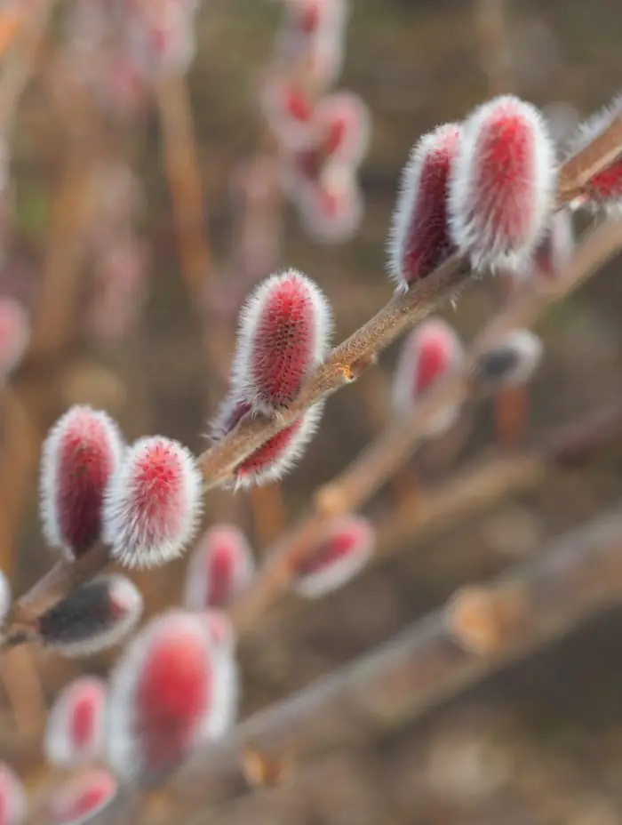 Riga in Bloom: A Guide to the City and Beyond