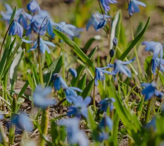 Riga in Bloom: A Guide to the City and Beyond