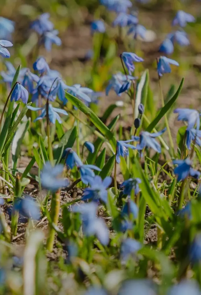 Ziedo&scaron;ā Rīga&nbsp;&ndash; ceļvedis pa skaistākajām pavasara vietām pilsētā un ārpus tās