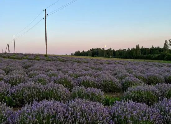 Kur baudīt lavandu ziedēšanu: skaistākie lavandu lauki Latvijā 