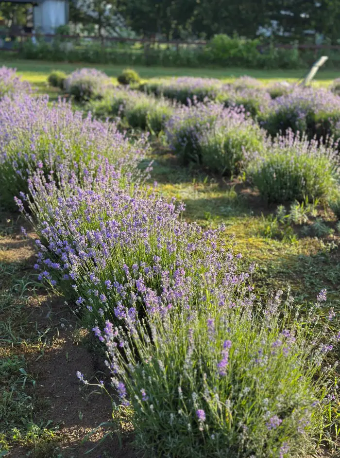 Kur baudīt lavandu ziedēšanu: skaistākie lavandu lauki Latvijā