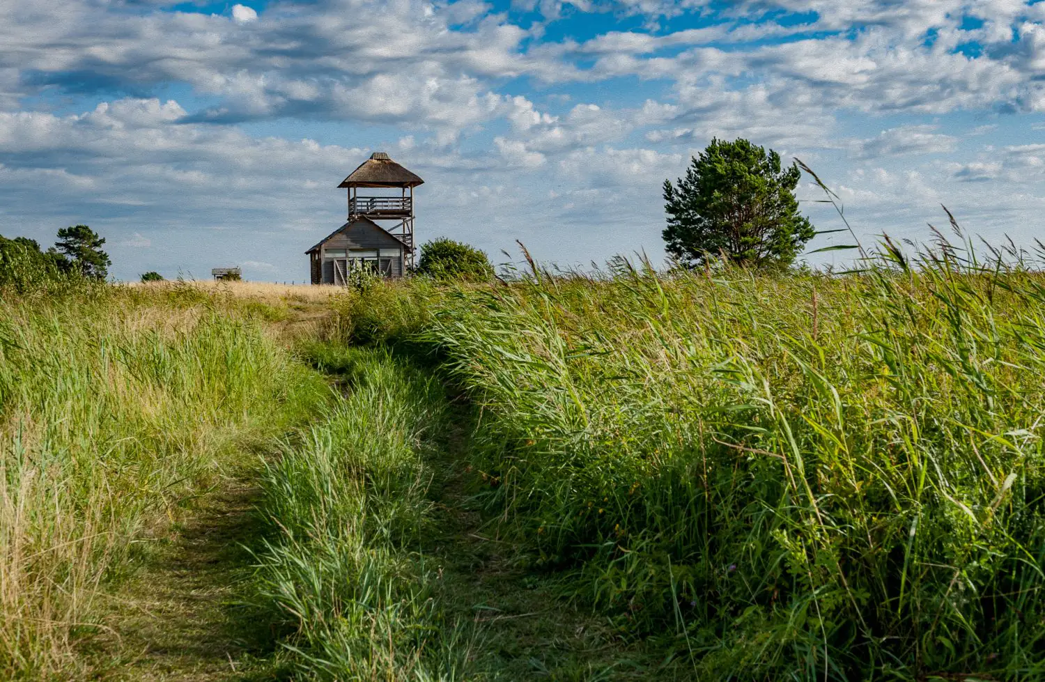 Kur vērot putnus Latvijā: ceļvedis iesācējiem