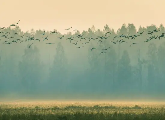 Bird Migration and Harvest Season: What to Do and Where to Go in Latvia This Autumn