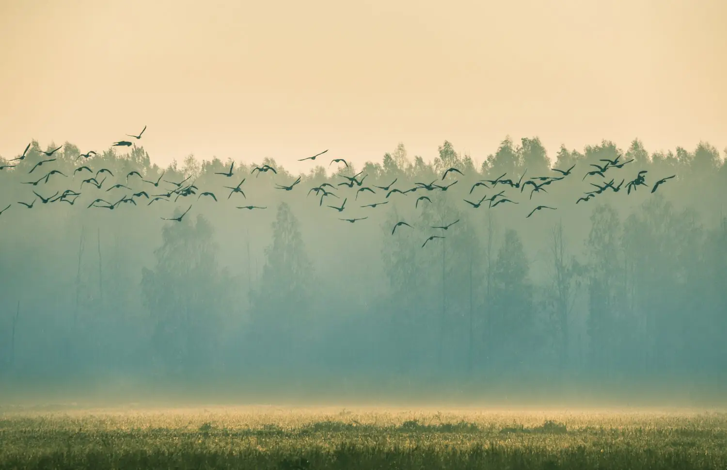 Bird Migration and Harvest Season: What to Do and Where to Go in Latvia This Autumn