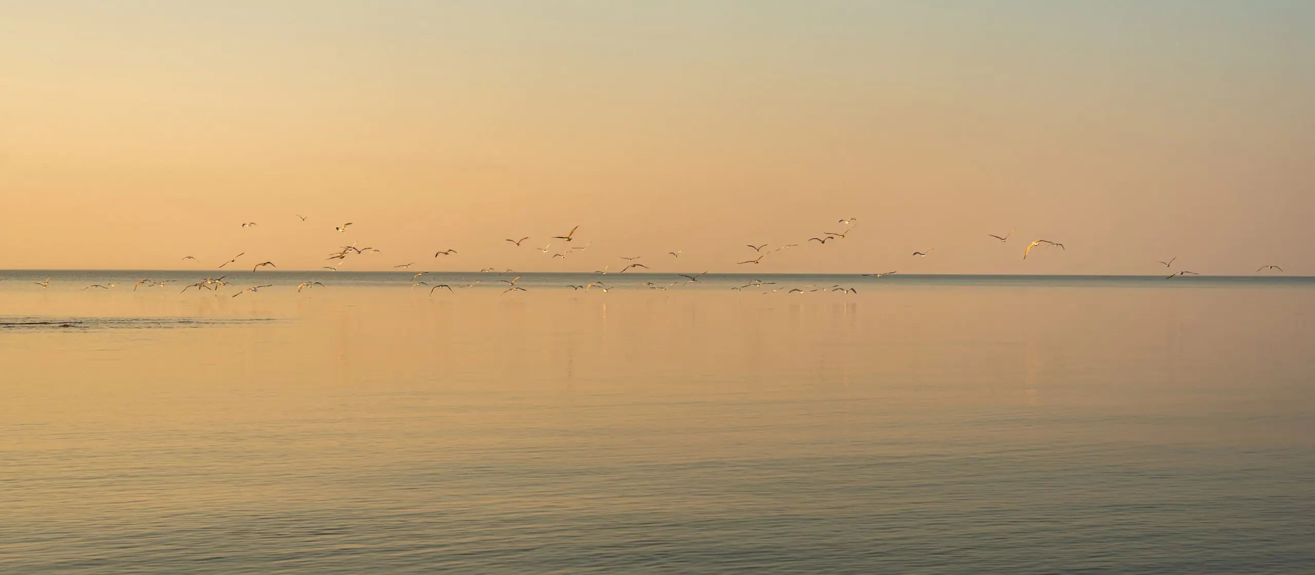 Bird Migration and Harvest Season: What to Do and Where to Go in Latvia This Autumn