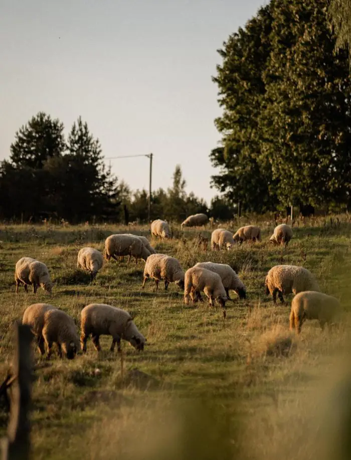 Bird Migration and Harvest Season: What to Do and Where to Go in Latvia This Autumn