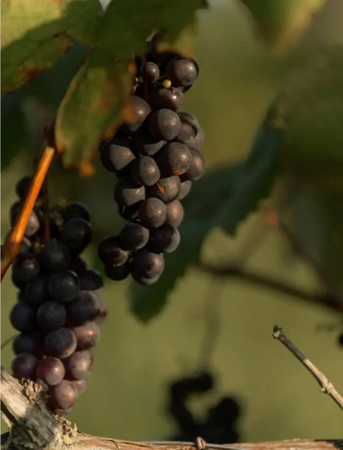 Bird Migration and Harvest Season: What to Do and Where to Go in Latvia This Autumn