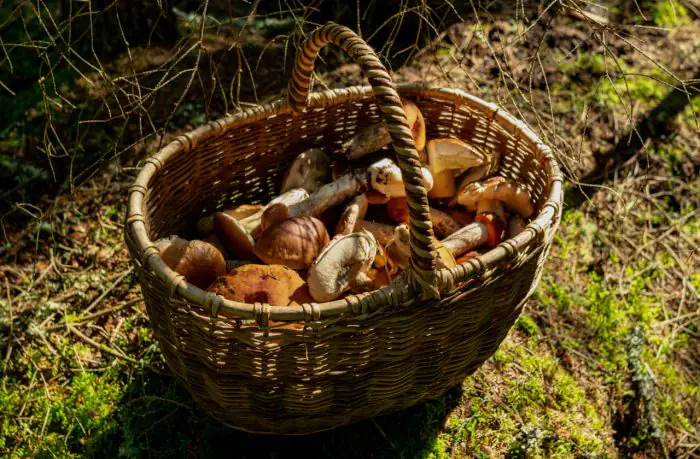 Bird Migration and Harvest Season: What to Do and Where to Go in Latvia This Autumn