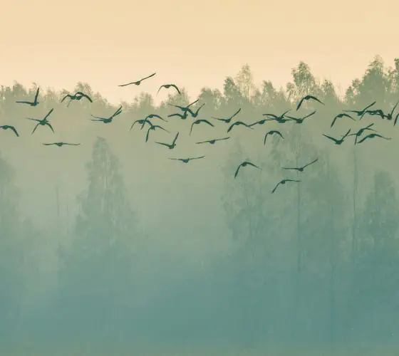 Bird Migration and Harvest Season: What to Do and Where to Go in Latvia This Autumn