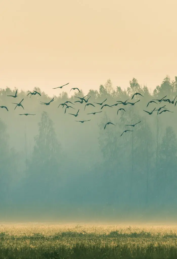 Bird Migration and Harvest Season: What to Do and Where to Go in Latvia This Autumn
